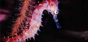 Hippocampus Histrix / Spiny Seahorse Picture