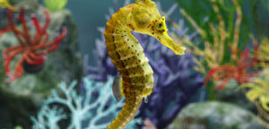 Hippocampus Kuda / Spotted Seahorse Picture