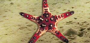 Starfish Picture Pink Color