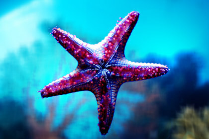 Starfish Purple Color