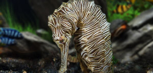 Hippocampus Zebra / Zebra Seahorse Picture