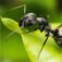 Ants Insects