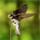 Bank Swallow