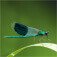 Flies Insects