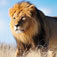 5 Largest Animals Found in African Continent