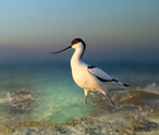 Avocets Facts