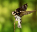 Bank Swallow Facts