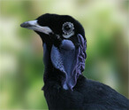 Bare Necked Fruitcrow Facts