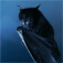Bat Facts