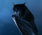 Bat Facts
