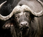 Buffalo Facts