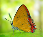 Butterfly Facts