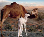 Camel Facts