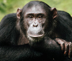 Chimpanzees Facts