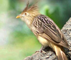 Cuckoo Bird