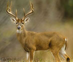 Deer Facts