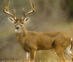 Deer Facts