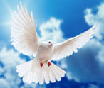 Dove Facts