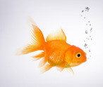 Goldfish Facts