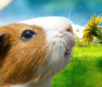 Hamster Facts