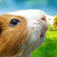 Hamster Facts