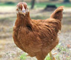 Hens Facts