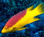 Hog Fish Facts