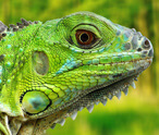 Iguanas Facts