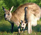 Kangaroo Facts