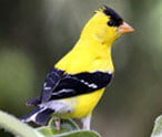 Wild Birds