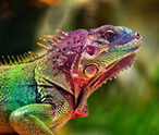 Lizards Facts