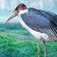 Largest Wingspan Birds