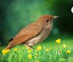 Nightingale Facts