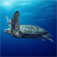 Heaviest Turtles