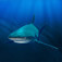 Sharks Fish