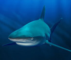 Sharks Fish Facts