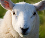 Sheep Pictures