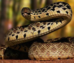 Snake Facts