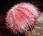 Sea Urchin Facts