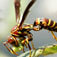Wasps Facts