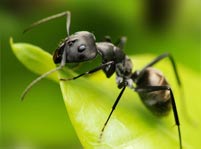 Ants Facts And Pictures