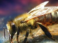 Bees Facts And Pictures