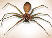 Brown Recluse Spider And Pictures