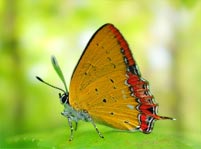 Butterfly Facts And Pictures