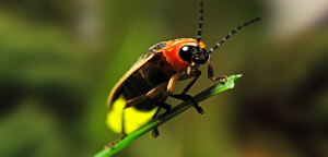 Firefly Sitting On Leaf