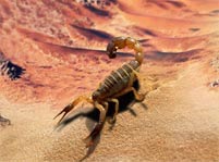 Scorpion Facts And Pictures
