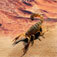 Scorpion Facts