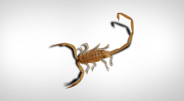 Image result for Scorpion of a larger kind