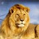 African Lion