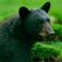 American Black Bear